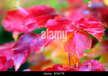 ACER RUBRUM OTTOBRE GLORIA Colore di autunno ALLA FINE DI OTTOBRE Foto Stock