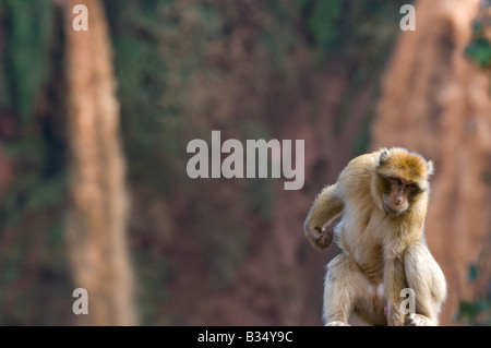 Barbary Macaque (Macaca sylvanus) con lo sfondo delle Cascate Ouzoud, la piu' alta cascata in Marocco Foto Stock