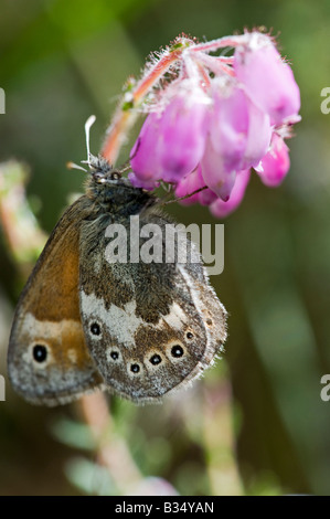 Grande Heath (Coenonympha tullia) su Cross-lasciava Heath Foto Stock