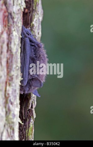 Whiskered bat (Myotis mystacinus) , torpore diurno Foto Stock