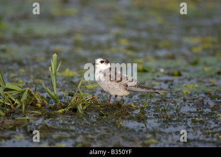 Mignattino piombato Chlidonias hybrida Foto Stock