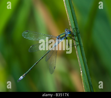 Damselfly smeraldo (Lestes sponsa), maschio Foto Stock