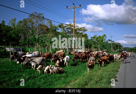 Bestiame essendo pilotati a fianco della strada per la lima in Honduras. Foto Stock