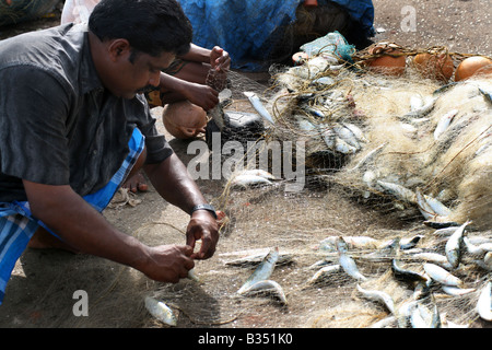 Fishemen presso un mercato del pesce separazione dell sardine dalla rete Foto Stock