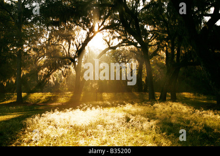 Alba a Fort Frederica monumento nazionale, San Simons Island, Georgia Foto Stock