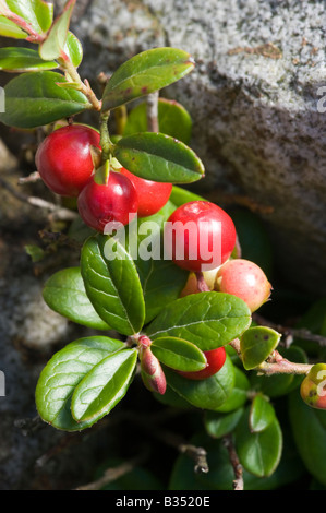 Cowberry (Vaccinium vitis-idaea) con frutti di bosco Foto Stock