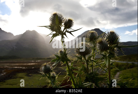 Classic Scottish Thistle contro uno sfondo di montagne Cullin Isola di Skye Foto Stock