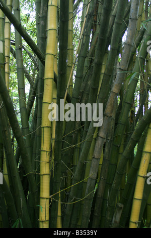 Alberi di bamboo colpo verticale Foto Stock