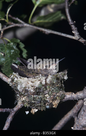 Ampia-tailed Hummingbird Selasphorus platycercus giovani nido nel Parco Nazionale delle Montagne Rocciose in Colorado USA Foto Stock