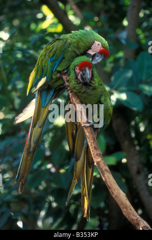 Un paio di pappagalli militari (Ara militaris) presso il Museo all'aperto del Parco la Venta a Villahermosa, Tabasco, Messico Foto Stock
