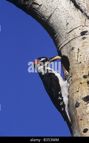 Pelosi, il picchio rosso maggiore Picoides villosus maschio con grub in preda alla cavità di nidificazione del Rocky Mountain National Park Colorado USA Foto Stock