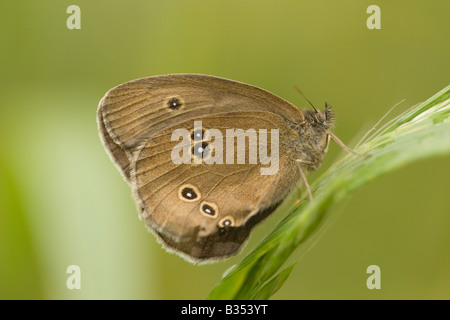 Un Gatekeeper Butterfly (Pyronia tithonus) a volte chiamato Hedge Brown, England Regno Unito Foto Stock