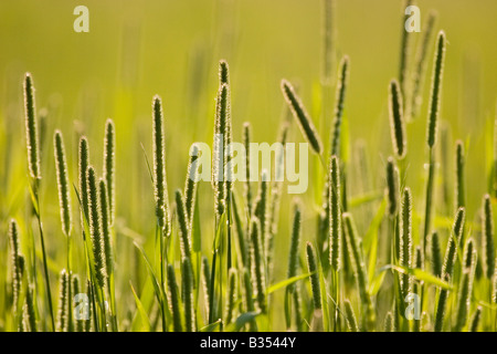 Fleolo phleum pratense, England Regno Unito Foto Stock