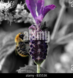 Bumble Bee sulla lavanda Foto Stock