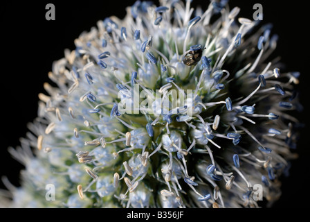 Un studio close up di un Eryngium giganteum, 'Miss Willmott del fantasma', fiore di testa. Foto Stock