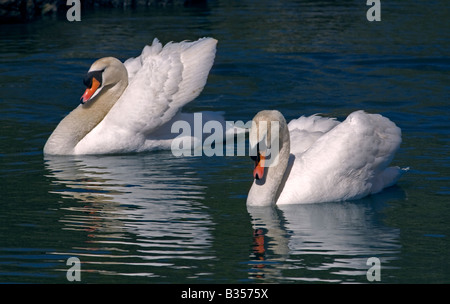 Due cigni (Cygnus olor) nuoto, Abbotsbury Swannery, Dorset, Inghilterra Foto Stock