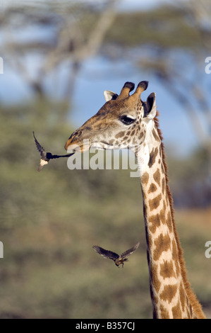 Masai giraffe (Giraffa camelopardalis tippelskirch) Giallo fatturati Oxpeckers (Buphagus africanus) volare intorno alla testa Foto Stock