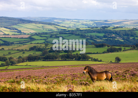Exmoor pony di pascolare su heather moorland tappezzati in estate Dunkery Collina Parco Nazionale di Exmoor Somerset Inghilterra Foto Stock