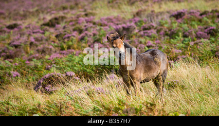 Exmoor pony puledro pascolare tra la fioritura heather in estate Parco Nazionale di Exmoor Somerset Inghilterra Foto Stock