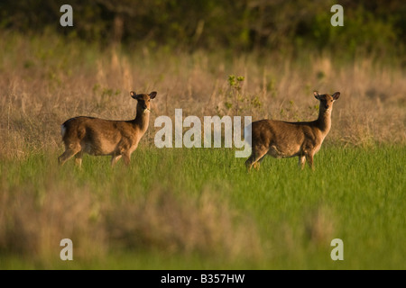 Sika cervo (Cervus Nippon), coppia di Doe. La Sika è in realtà una specie esotiche e è in realtà una forma asiatica di elk. Foto Stock