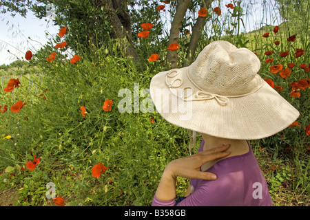 Isola di Hvar papaveri vicino al villaggio di Vrisnik Foto Stock