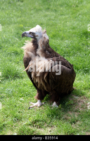 Unione avvoltoio nero [Chester Zoo di Chester, Cheshire, Inghilterra, Gran Bretagna, Regno Unito, Europa]. . Foto Stock