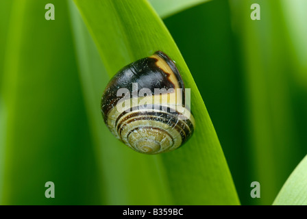 Un labbro scuro lumaca nastrati Cepaea nemoralis su Agapathus africanus lascia Foto Stock