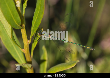 Damselfly smeraldo (Lestes sponsa), femmina matura Foto Stock