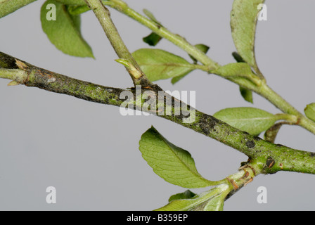 La ticchiolatura Venturia inaequalis lo sviluppo di malattia sulla superficie superiore di un Pyracantha stelo lascia Foto Stock