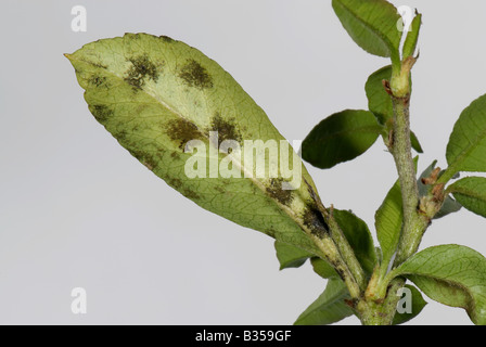 La ticchiolatura Venturia inaequalis sviluppo della malattia sul lato inferiore di un Pyracantha leaf Foto Stock