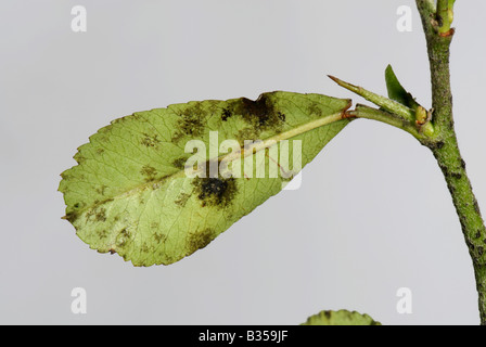 La ticchiolatura Venturia inaequalis sviluppo della malattia sul lato inferiore di un Pyracantha leaf Foto Stock