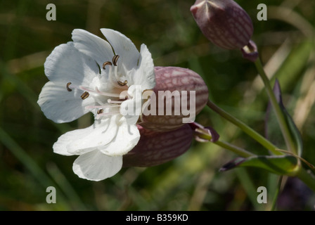 Mare Campion (Silene uniflora), unico fiore Foto Stock