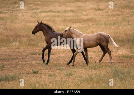 Due quarter horse colts al galoppo sotto la pioggia Foto Stock