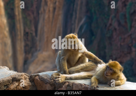 Barbary Macaque (Macaca sylvanus) con lo sfondo delle Cascate Ouzoud, la piu' alta cascata in Marocco Foto Stock