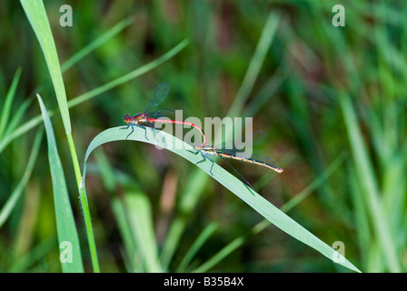 Rosso grande accoppiamento Damselflies Foto Stock