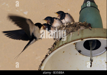 Un fienile swallow alimenta il suo bebè Foto Stock