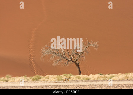 Black backed jackal [Canis Mesomelas] da passeggiate acacia lungo le dune di sabbia di Sossusvlei nel sud della Namibia centrale Foto Stock