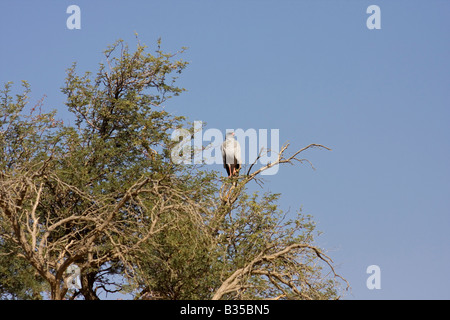 Il salmodiare pallido astore [Melierax poliopterus] in acacia Sossusvlei duna di sabbia area nel sud della Namibia centrale dell'Africa Foto Stock