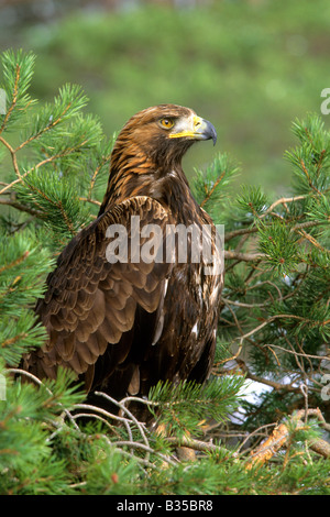 Aquila reale (Aquila chrysaetos) arroccato in pino silvestre tree Foto Stock