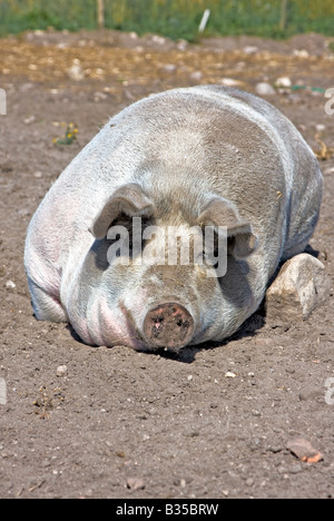 Big Pig sporco dormendo dolcemente sul terreno Foto Stock