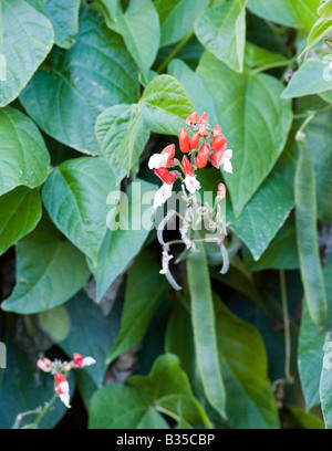 Scarlet Runner pianta di fagiolo con fiori rossi e bianchi che crescono in un paese di lingua inglese giardino Foto Stock