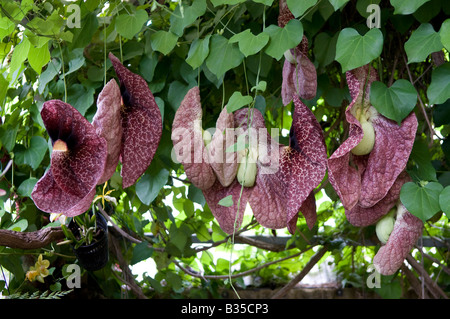 Aristolochia gigantea Dutchmans Foto Stock