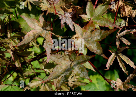 Oidio sulle foglie di un piccolo rosso lasciava in acero giapponese Foto Stock