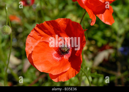 Testa lungo il papavero Papaver dubium fiore Foto Stock