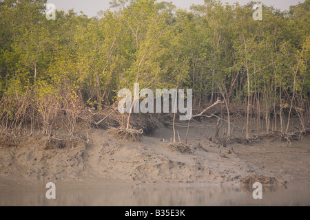 Mangrovie nelle Sunderbans Parco Nazionale, India. Le Sunderbans è rinomato come avente una grande varietà di vitigni mangove. Foto Stock