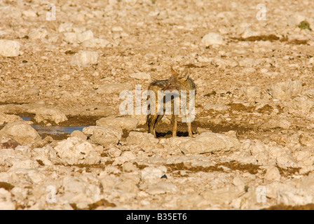 Black backed jackal [Canis mesomelas] feed sui resti di una femmina di springbok a Gemsbokvlakte waterhole in Etosha in Namibia Foto Stock