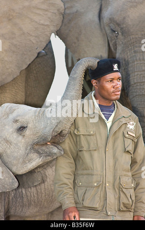 Gli elefanti e un gestore di Camp Jabulani sofisticato gioco di safari park vicino a Hoedspruit Sud Africa Foto Stock