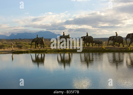 Elephant safari ride a Camp Jabulani sofisticato gioco di safari park vicino a Hoedspruit Sud Africa Foto Stock