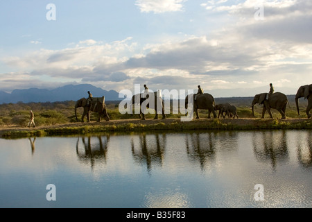 Elephant safari ride a Camp Jabulani sofisticato gioco di safari park vicino a Hoedspruit Sud Africa Foto Stock