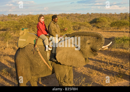 Elephant safari ride a Camp Jabulani sofisticato gioco di safari park vicino a Hoedspruit Sud Africa Foto Stock